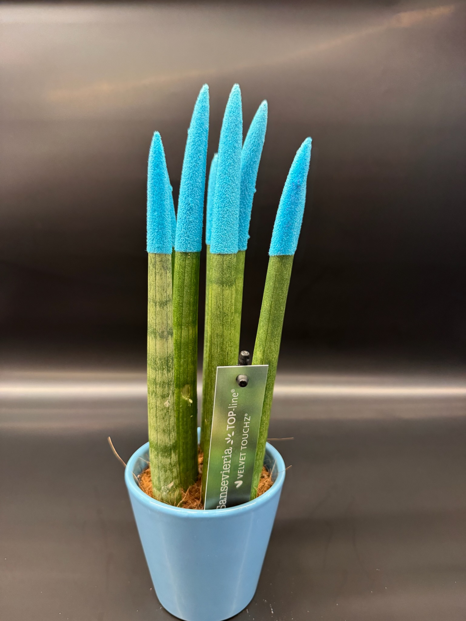 Sansevieria