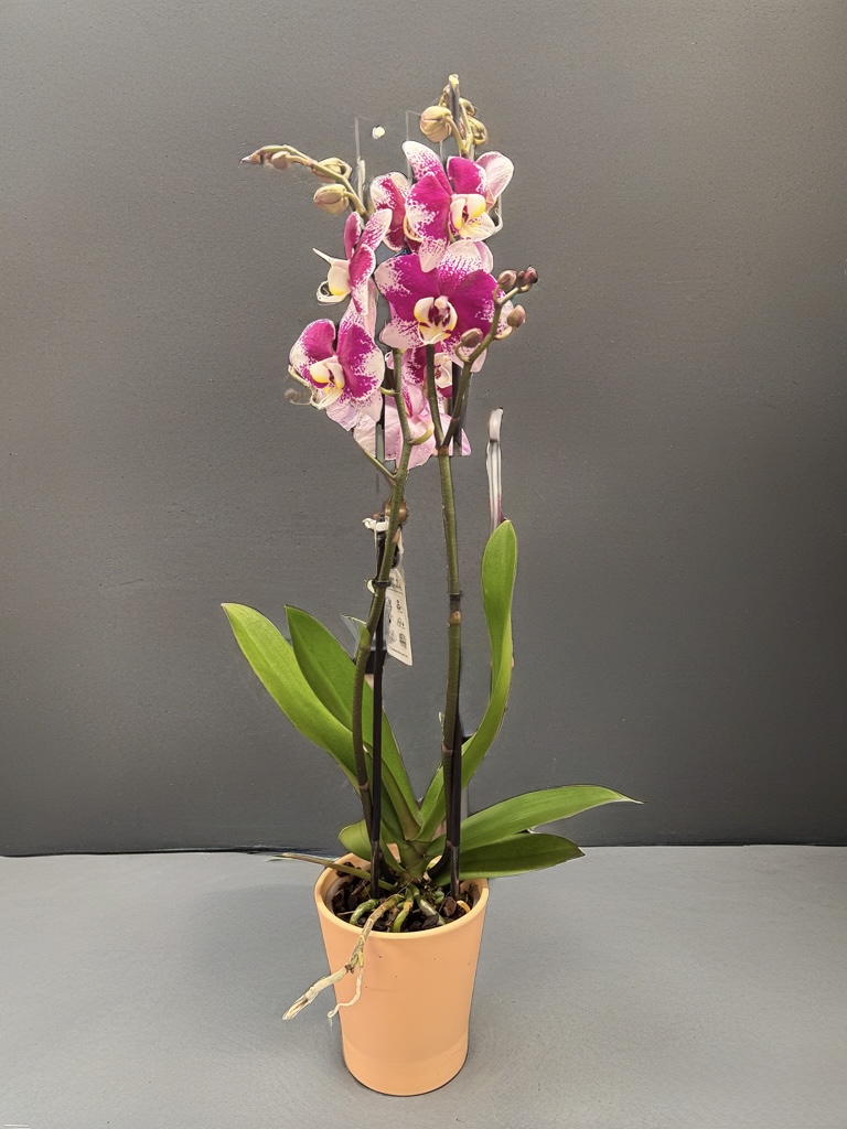 Kırçıllı Mor Orkide