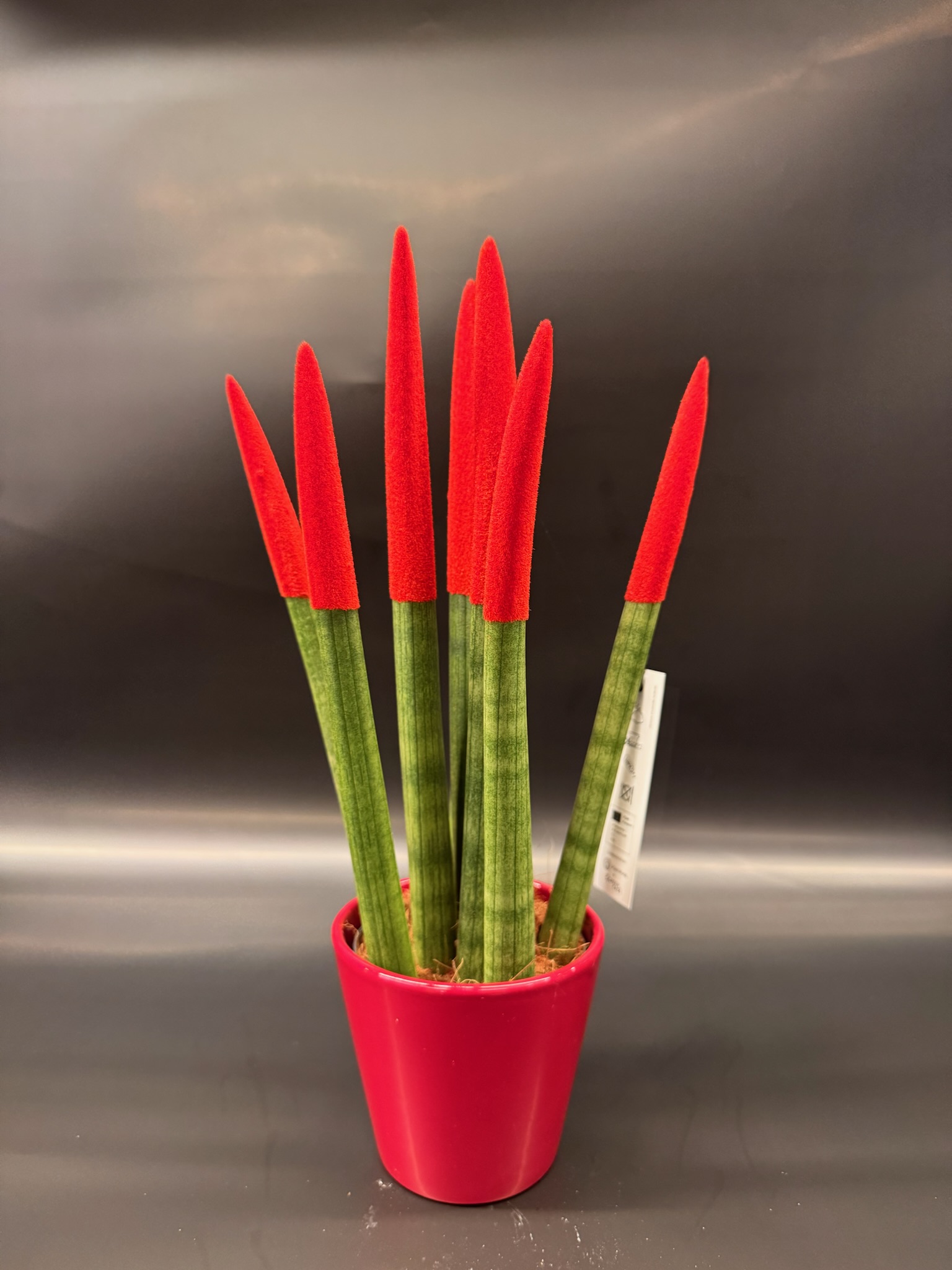 Sansevieria