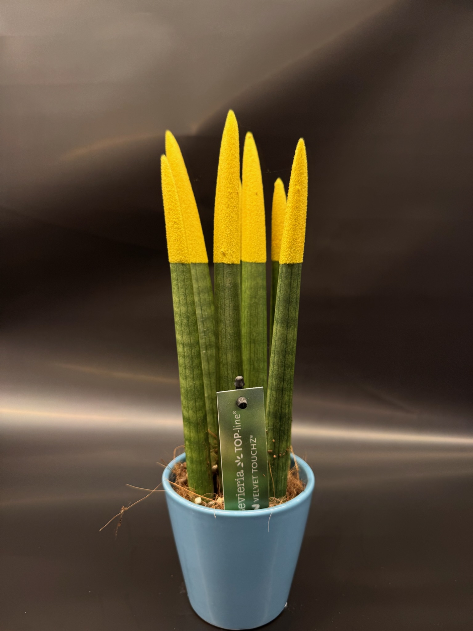 Sansevieria